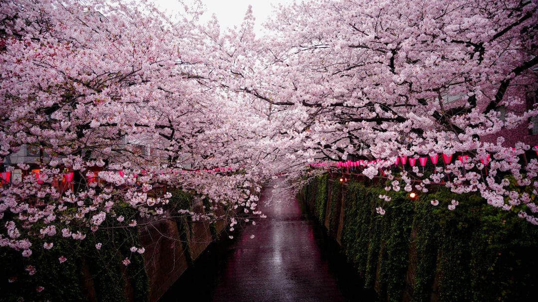 Yanaka Cemetery in Tokyo, Japan with cherry blossoms in bloom