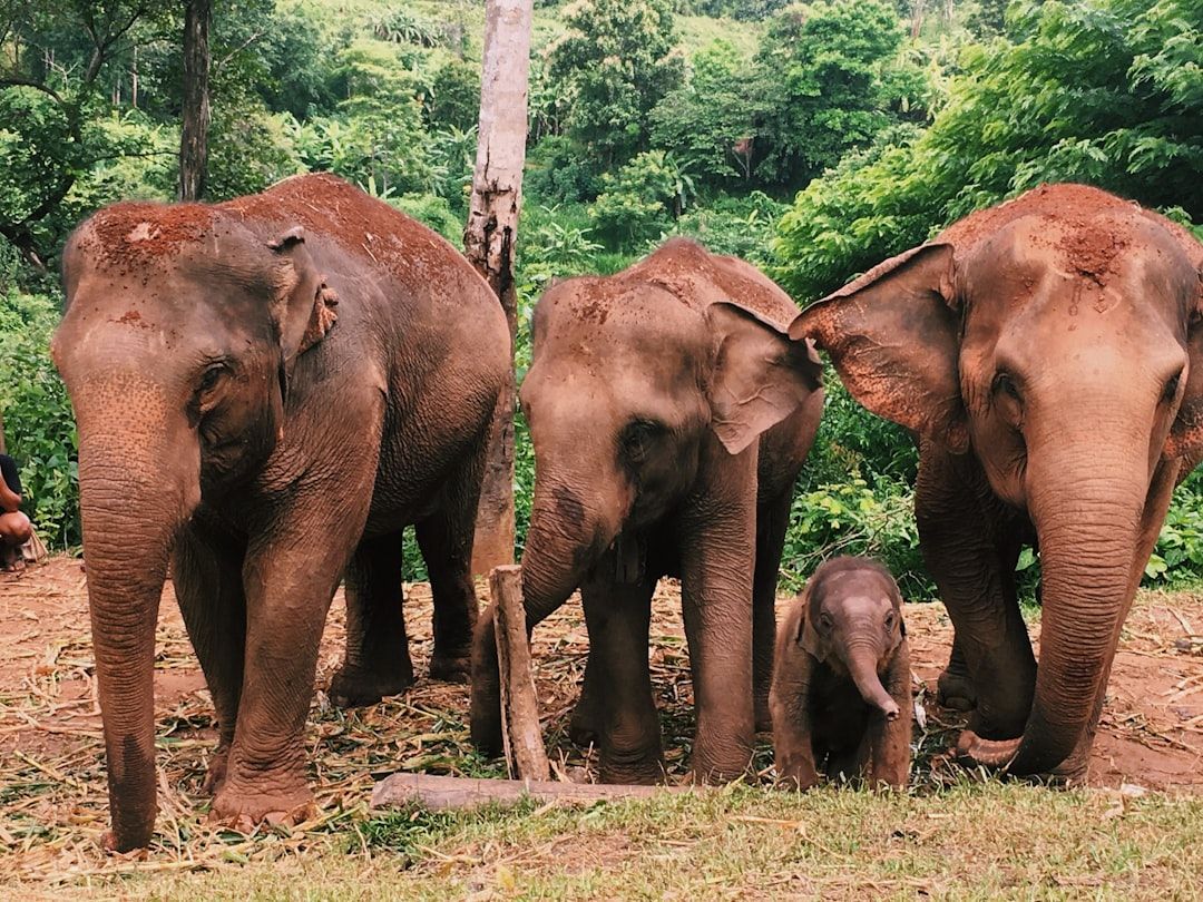 The elephant question in Chiang Mai