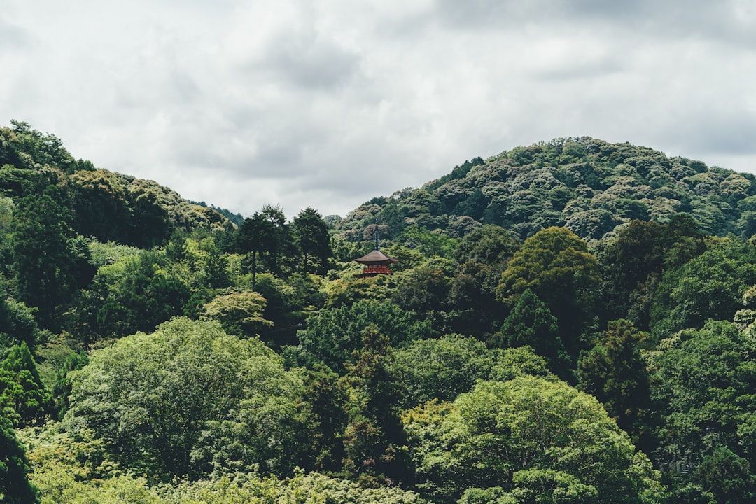 Stone lanterns and tall cedars along the Okunoin path at Koya-san Japan