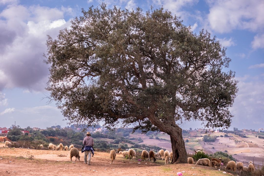 Morocco countryside nature landscape
